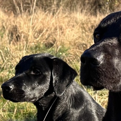 Gundog Equipment